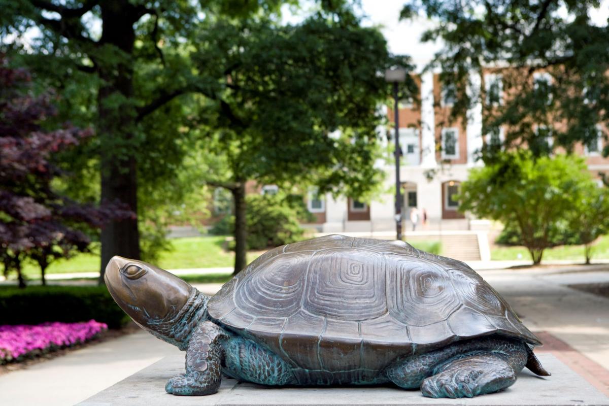 Testudo