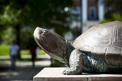 Testudo the turtle