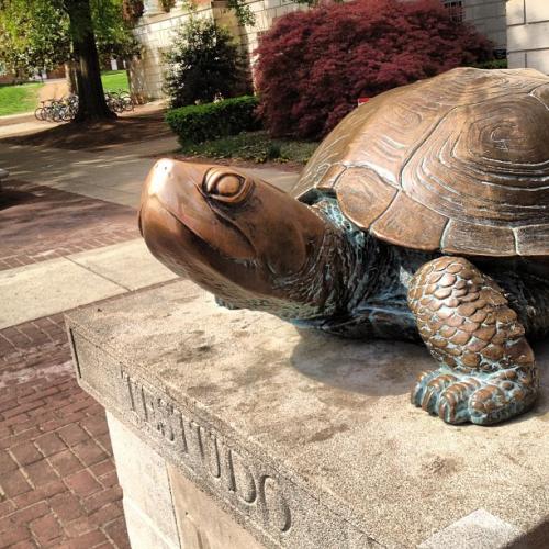 Testudo at UMD
