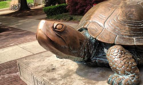 Testudo at UMD